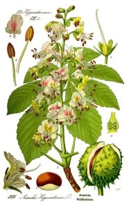 Aesculus hippocastanum