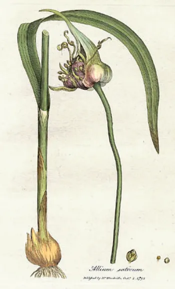 allium sativum