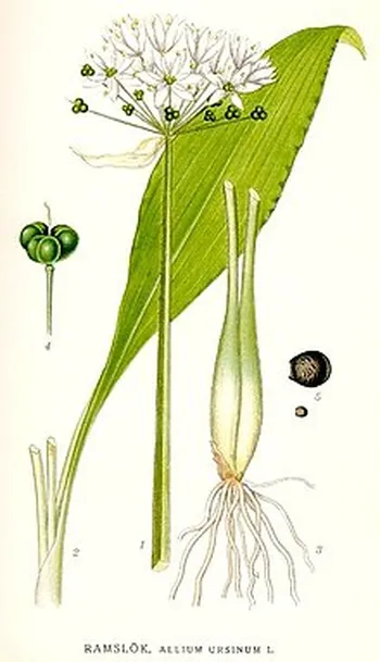 allium ursinum