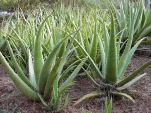 Aloe barbendensis