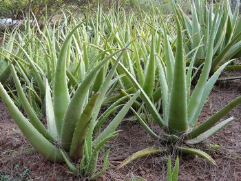 aloe barbendensis