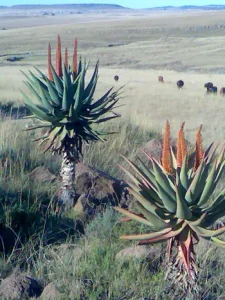 Aloe ferox miller