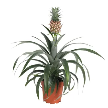 ananas