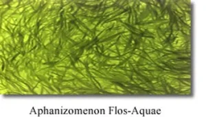 Aphanizomenon flos aquae (afa)