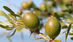 Argania spinosa