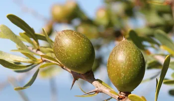 argania spinosa