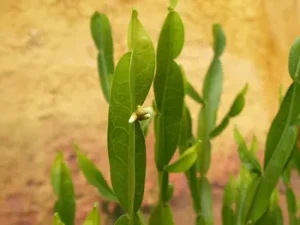 Baccharis trimera