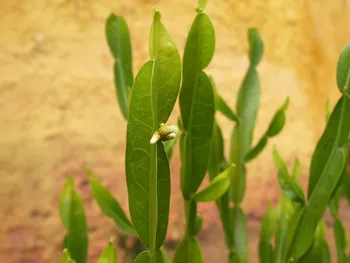 baccharis trimera