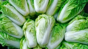 Bok choy cabbage