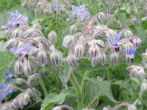 Borago officinalis