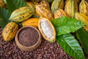 Cacao