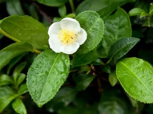 Camellia sinensis