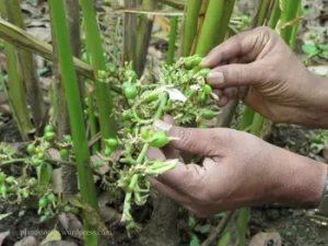 Cardamome