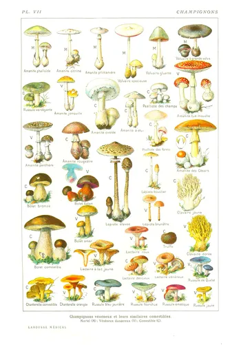 champignons