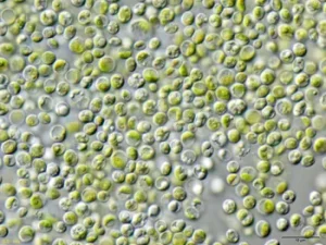 Chlorella