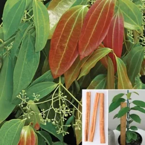 Cinnamomum zeylanicum