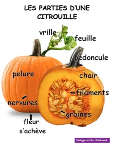 Citrouille