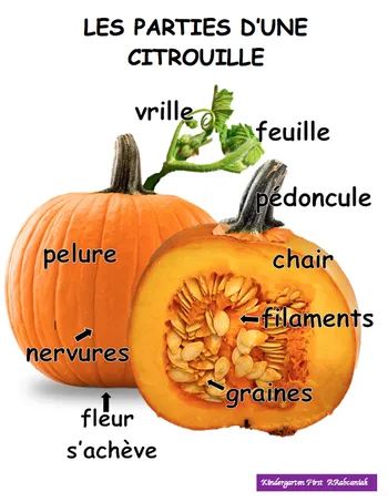 citrouille