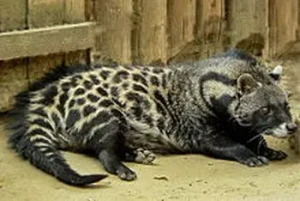 Civet