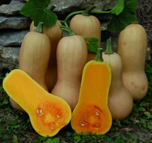 Courge butternut