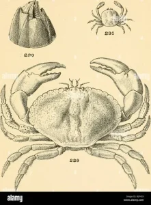 Crabe ou tourteau