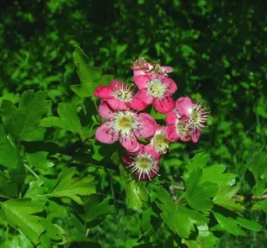 Crataegus monogyna