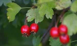 Crataegus oxyacantha