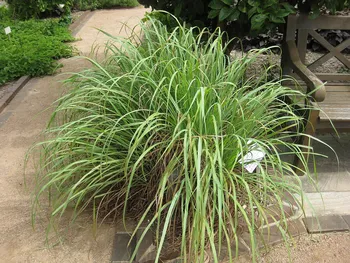 cymbopogon citratus