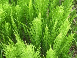 Equisetum arvense