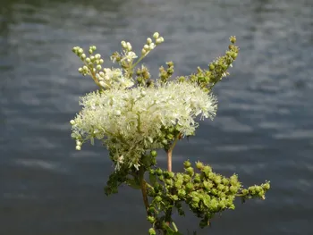 filipendula ulmaria