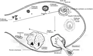 Follicule