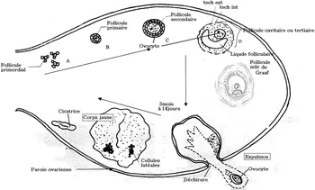 follicule