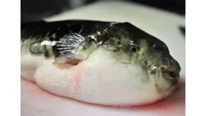 Fugu