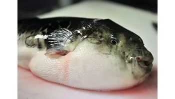 fugu