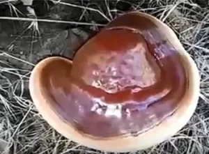 Ganoderma lucidum