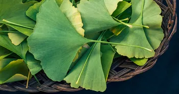 ginkgo biloba