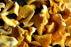 Girolles