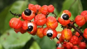 Guarana