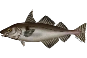 Haddock