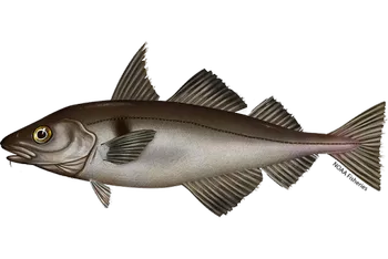 haddock