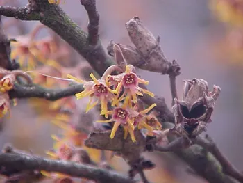 hamamelis