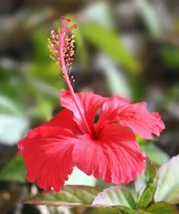 Hibiscus