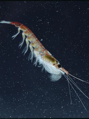 krill