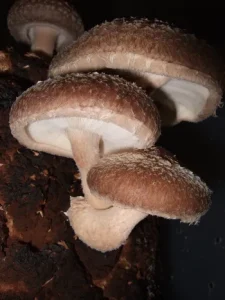 Lentinus edodes