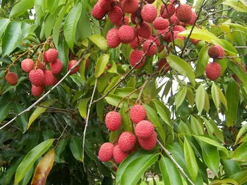 litchi