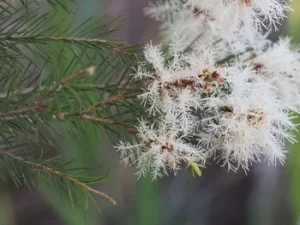 Melaleuca alternifolia