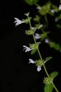 Mélisse officinale