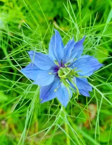 Nigelle