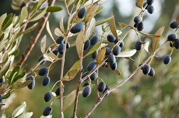 olea europaea