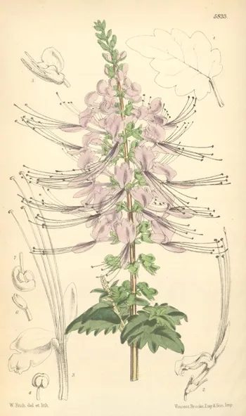 orthosiphon stamineus